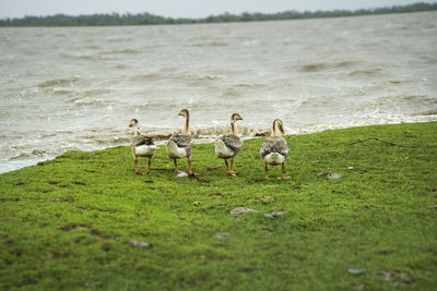 Flock of birds on grassy field