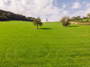 Aerial view of a tree on a field. scenic view of grassy field against sky