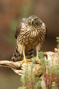 Portrait of owl perching on tree