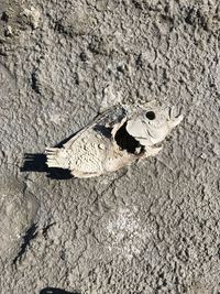 Close-up of insect on shadow on beach