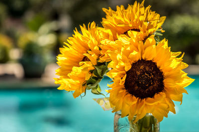 Bouquet with sunflowers outdoors in summer with a swimming pool in the background