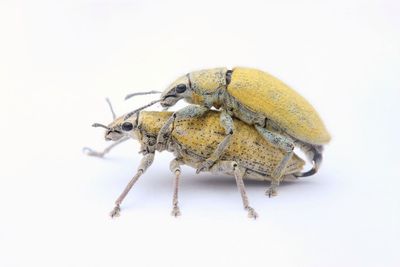 Close-up of insect on white background