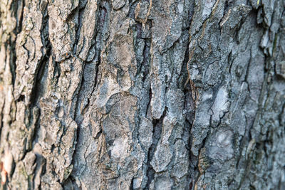 Full frame shot of tree trunk