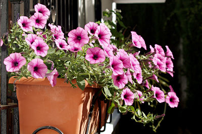 Close-up of pink flowers blooming in potted plant