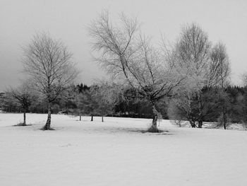 Bare trees on snow covered field