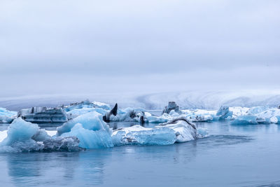 Icebergs adrift with the view of the immense glacier from which they continually detach.