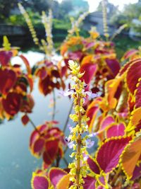 Close-up of flowers against blurred background