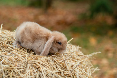 Fluffy fox rabbit sits on golden hay