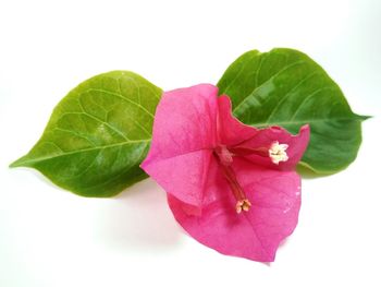 Close-up of pink flowering plant over white background