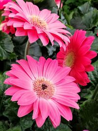 Close-up of pink flowers blooming outdoors