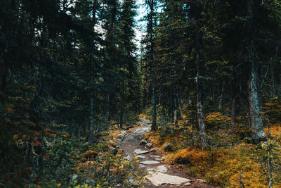 Trees in forest during autumn