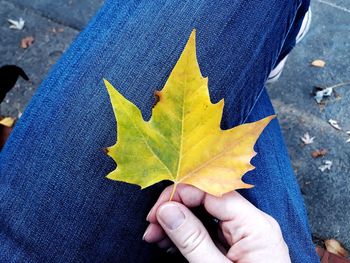 Close-up of hand holding maple leaves