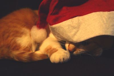 Close-up of cat sleeping on bed