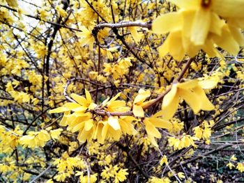 Close-up of yellow flower tree