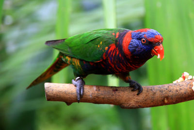 Close-up of parrot perching on branch