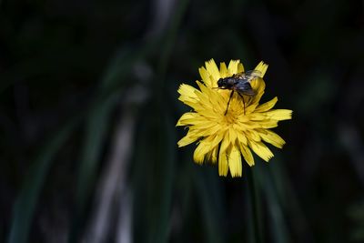 Close-up of insect on yellow flower