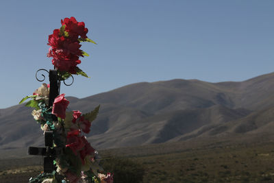 Low angle view of red flowers against sky