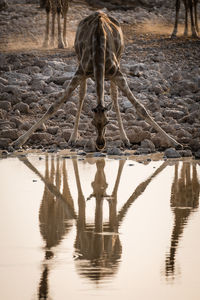 Reflection of horse standing in lake