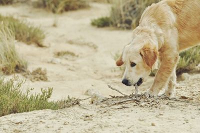 Close-up of dog on sand at beach