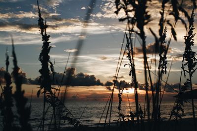 Silhouette on sea against sky during sunset