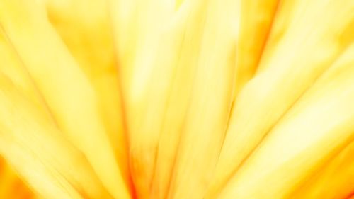 Macro shot of yellow flower