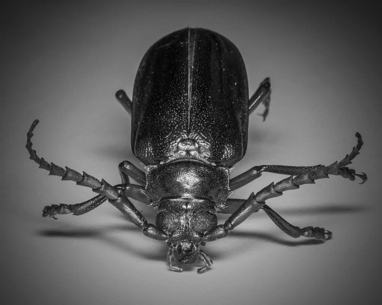 California borer beetle