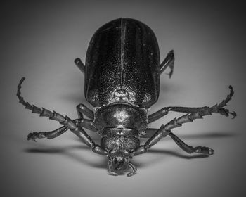 Beetle on table