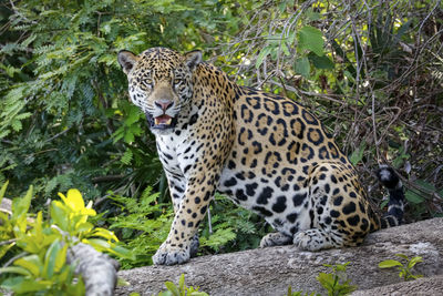 Close-up of leopard