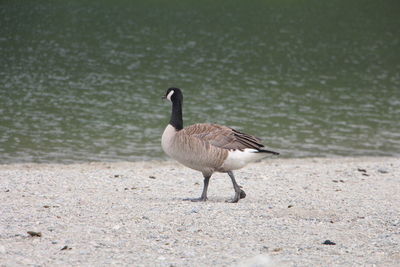 View of a bird on beach