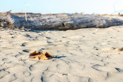 Close-up of crab on sand