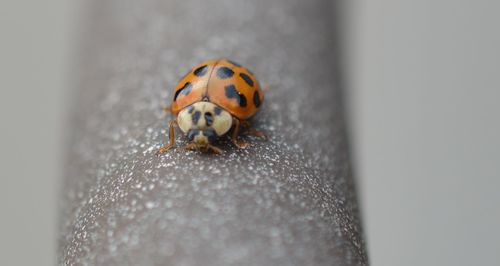 Close-up of insect