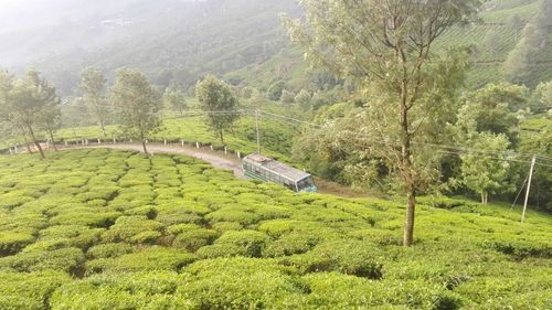 High angle view of trees on landscape