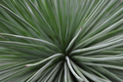 Close-up view of palm leaf