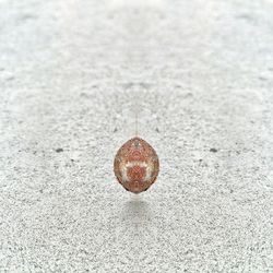 High angle view of a bird on snow