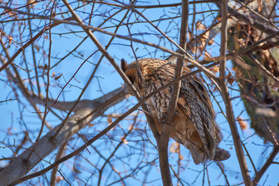 Low angle view of bird perching on tree