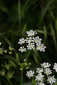 Close-up of white flowering plant on field