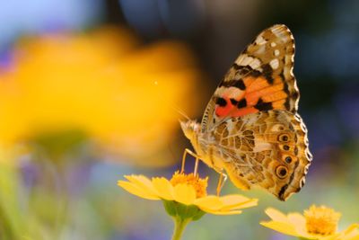 Close-up of butterfly pollinating on flower