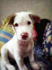 Close-up portrait of dog at home