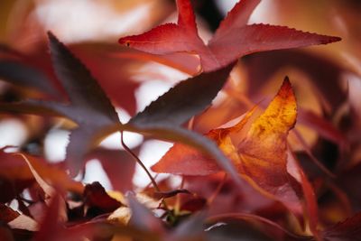 Close-up of maple leaf during autumn