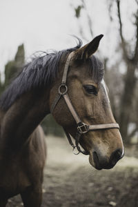 Close-up of a horse on field