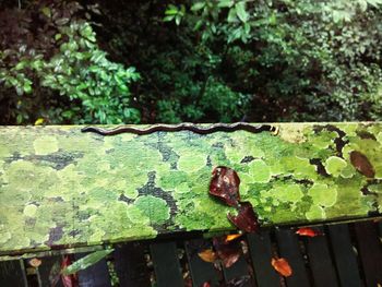 Close-up of fresh green plants