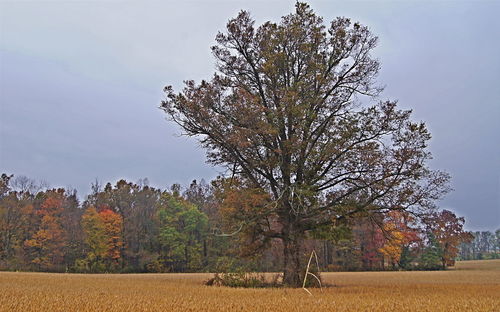 Trees on field against sky during autumn