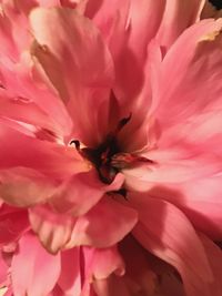 Close-up of bee on pink flower