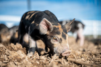 Brown, black and white piglets playing