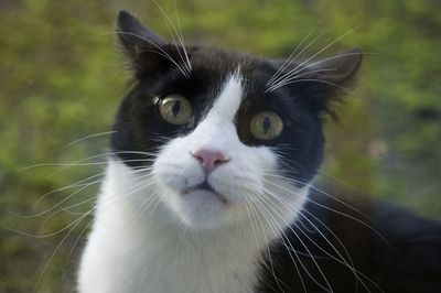 Close-up portrait of cat