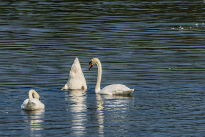 Swans swimming in lake