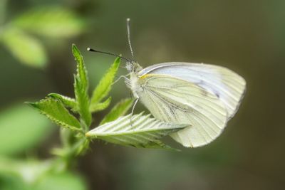 Close-up of butterfly on leaf