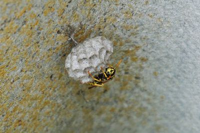 High angle view of insect on sand