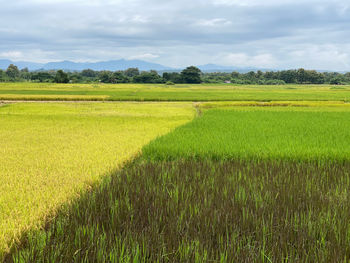 Scenic view of agricultural field against sky