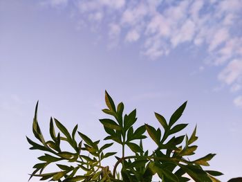 Low angle view of plant against sky